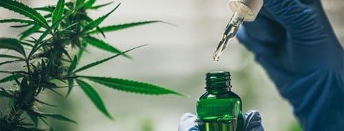 a scientist extracting cbd oil from cannabis vial